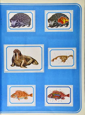 Anatomia 12