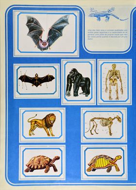 Anatomia 13