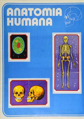 Anatomia 15