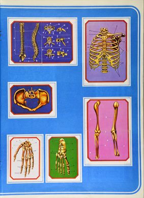 Anatomia 16
