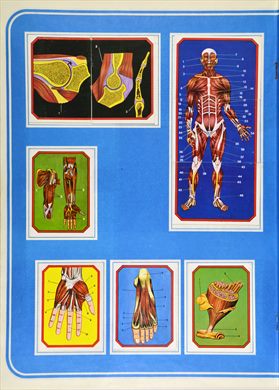 Anatomia 17