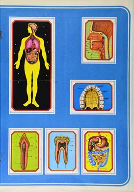 Anatomia 18