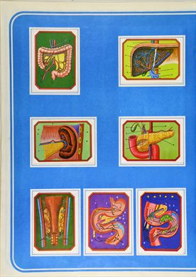 Anatomia 19