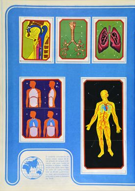 Anatomia 21