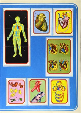 Anatomia 22