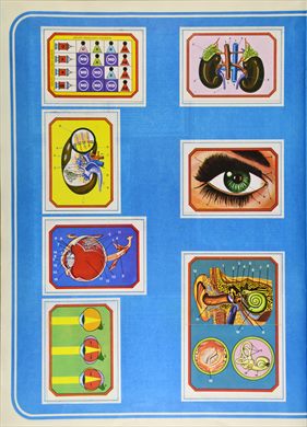 Anatomia 23