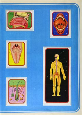 Anatomia 24
