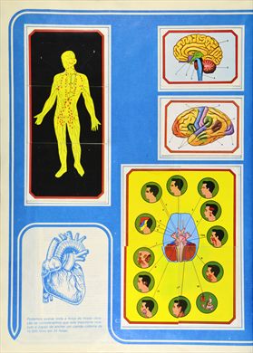 Anatomia 25