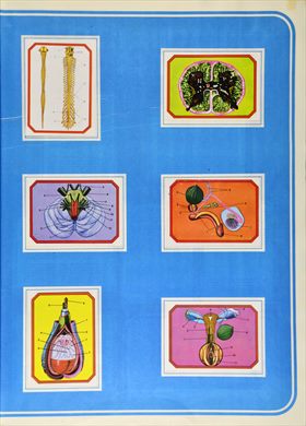 Anatomia 26