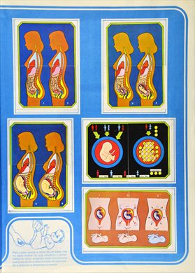 Anatomia 28