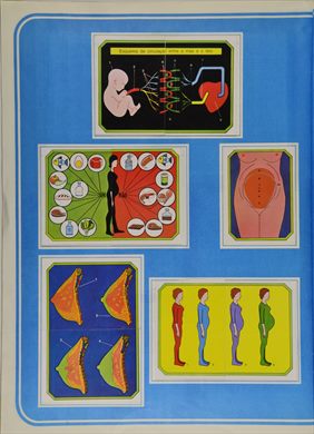 Anatomia 29