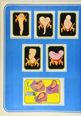 Anatomia 31