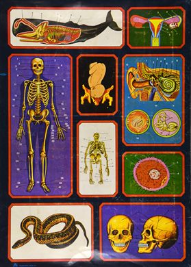 Anatomia 34