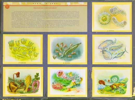 Naturama (Version Venezolana) 045-052