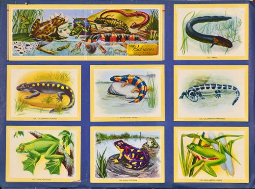 Naturama (Version Venezolana) 132-139