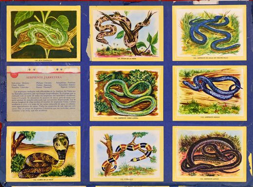 Naturama (Version Venezolana) 148-156