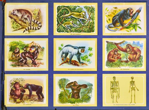 Naturama (Version Venezolana) 299-307