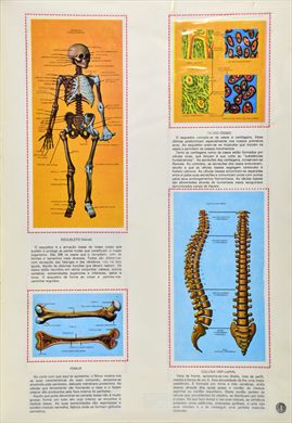 O Corpo Humano 03
