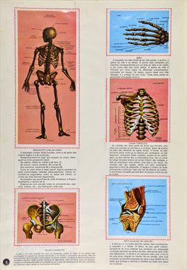 O Corpo Humano 04