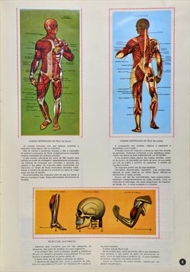 O Corpo Humano 09