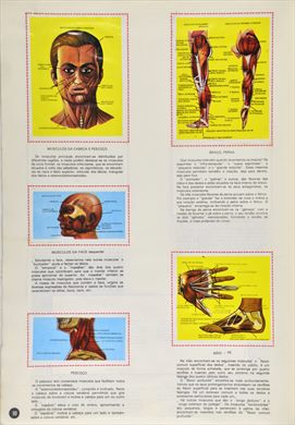 O Corpo Humano 10