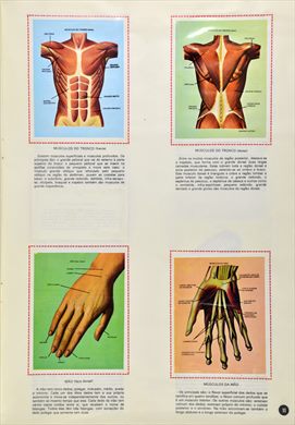 O Corpo Humano 11