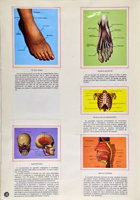 O Corpo Humano 12