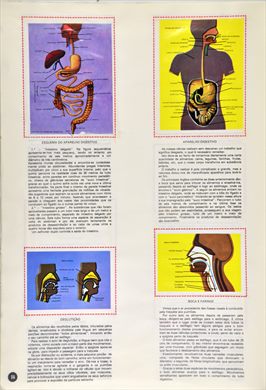 O Corpo Humano 14