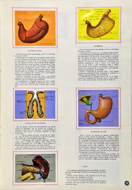 O Corpo Humano 15