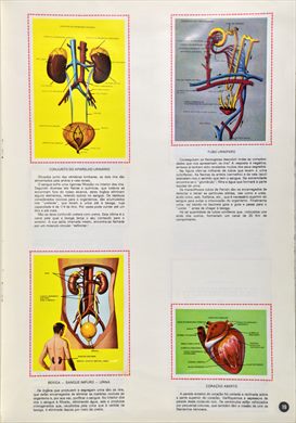 O Corpo Humano 19