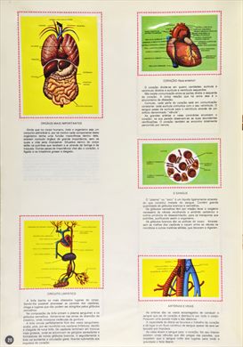 O Corpo Humano 20