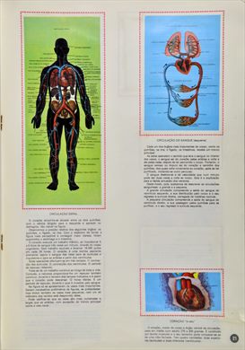 O Corpo Humano 21