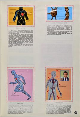 O Corpo Humano 23