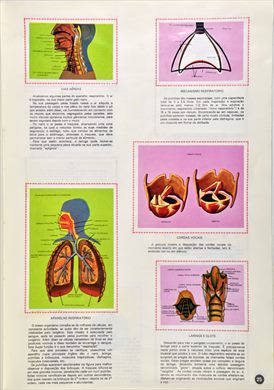 O Corpo Humano 25