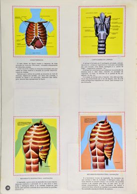 O Corpo Humano 28