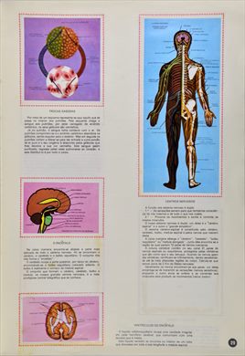 O Corpo Humano 29
