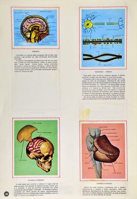 O Corpo Humano 30