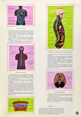 O Corpo Humano 31