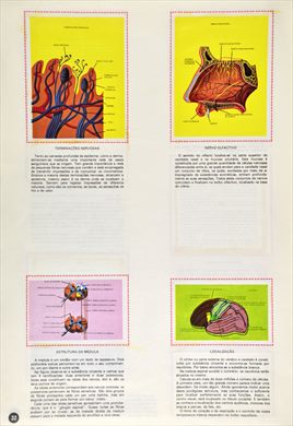 O Corpo Humano 32