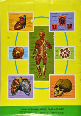 O Corpo Humano 41