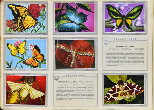 Vida y Color 144-152
