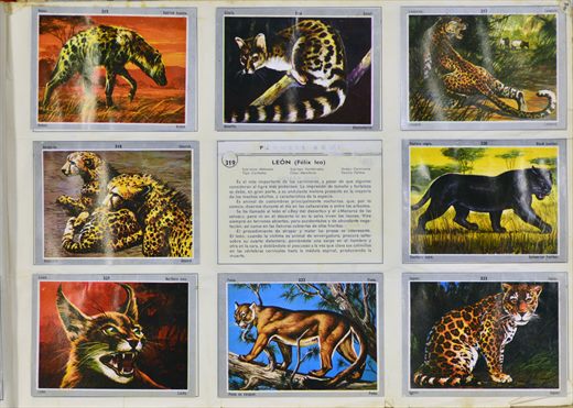 Vida y Color 315-323