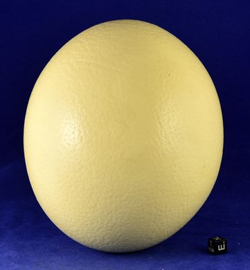 Ovo avestruz