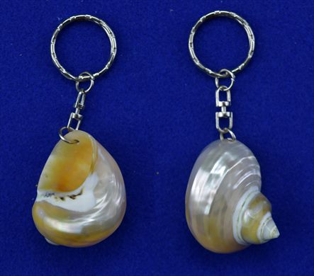 caracol