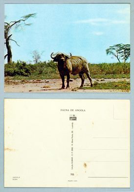 Fauna de Angola 705