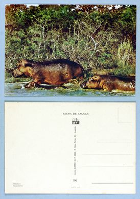 Fauna de Angola 706