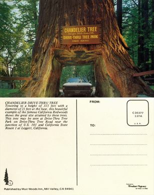 EUA California Leggett Chandelier tree