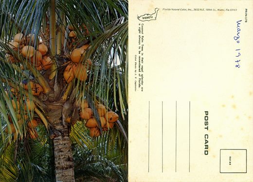 EUA Florida cocos