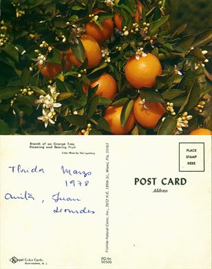 EUA Florida laranjas