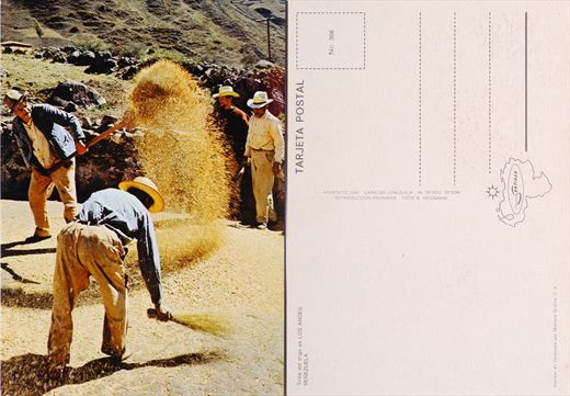 Venezuela Los Andes Trilla del trigo - 356